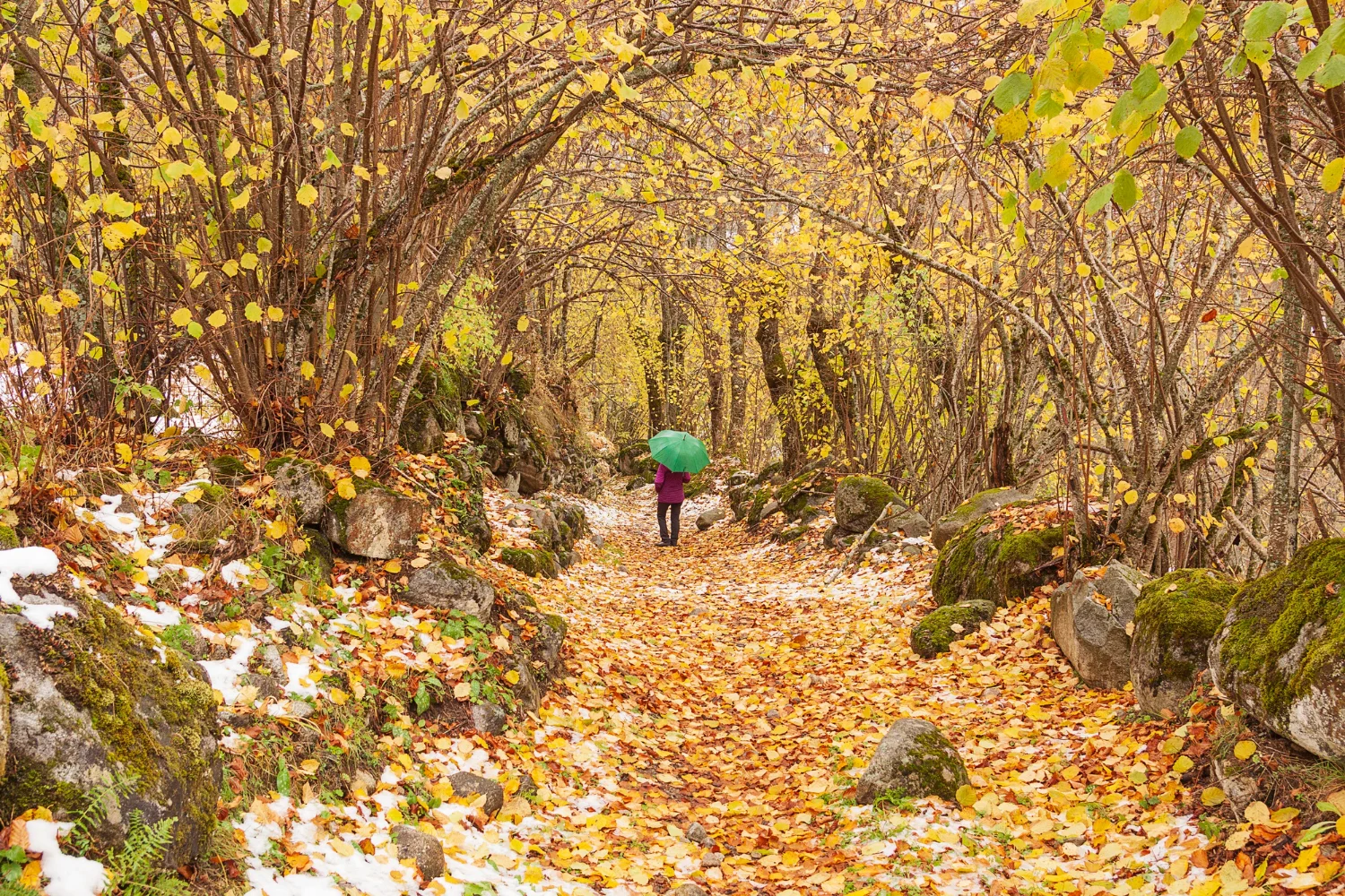 Fall in New Zealand Tour