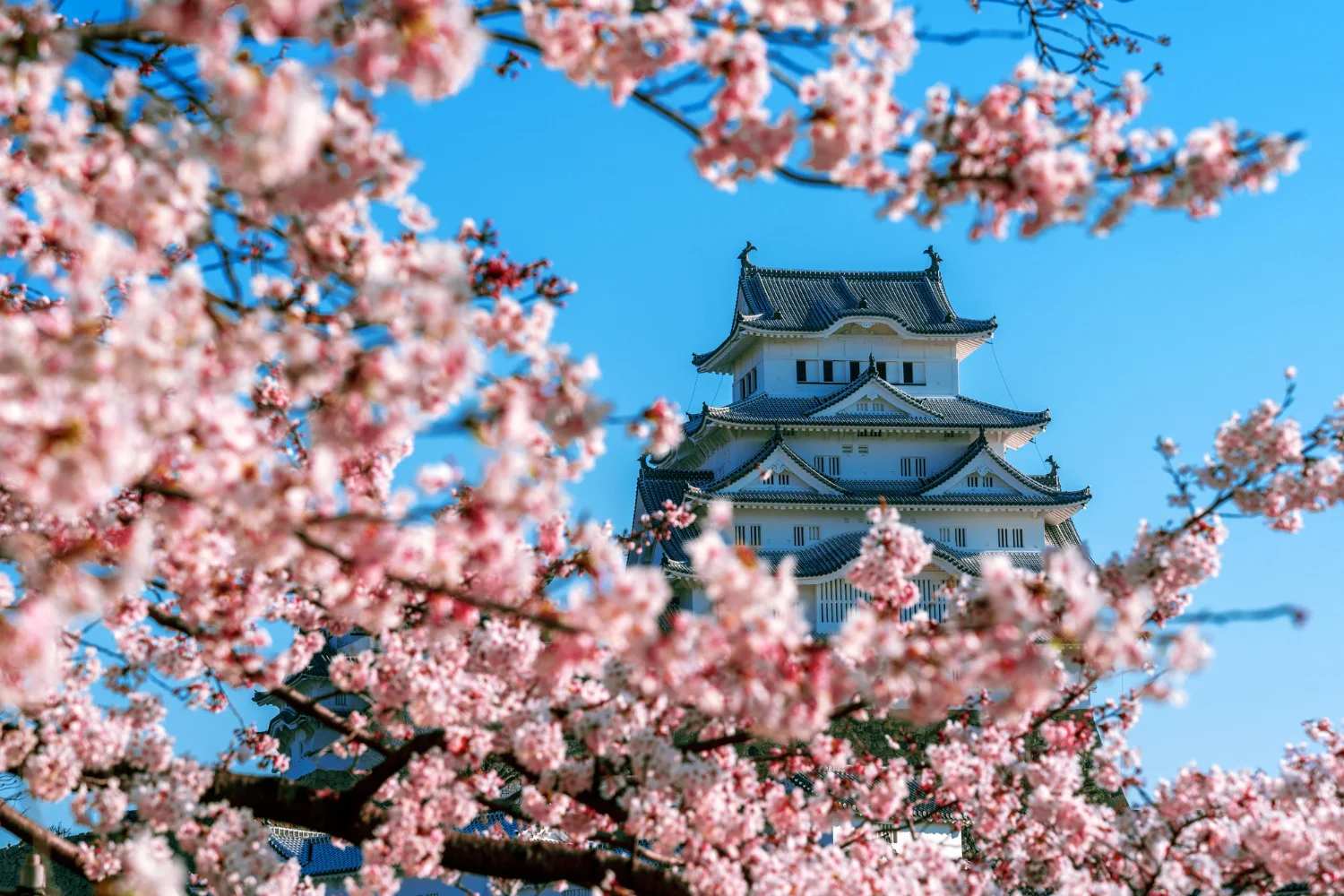 Okinawa Sakura Tour