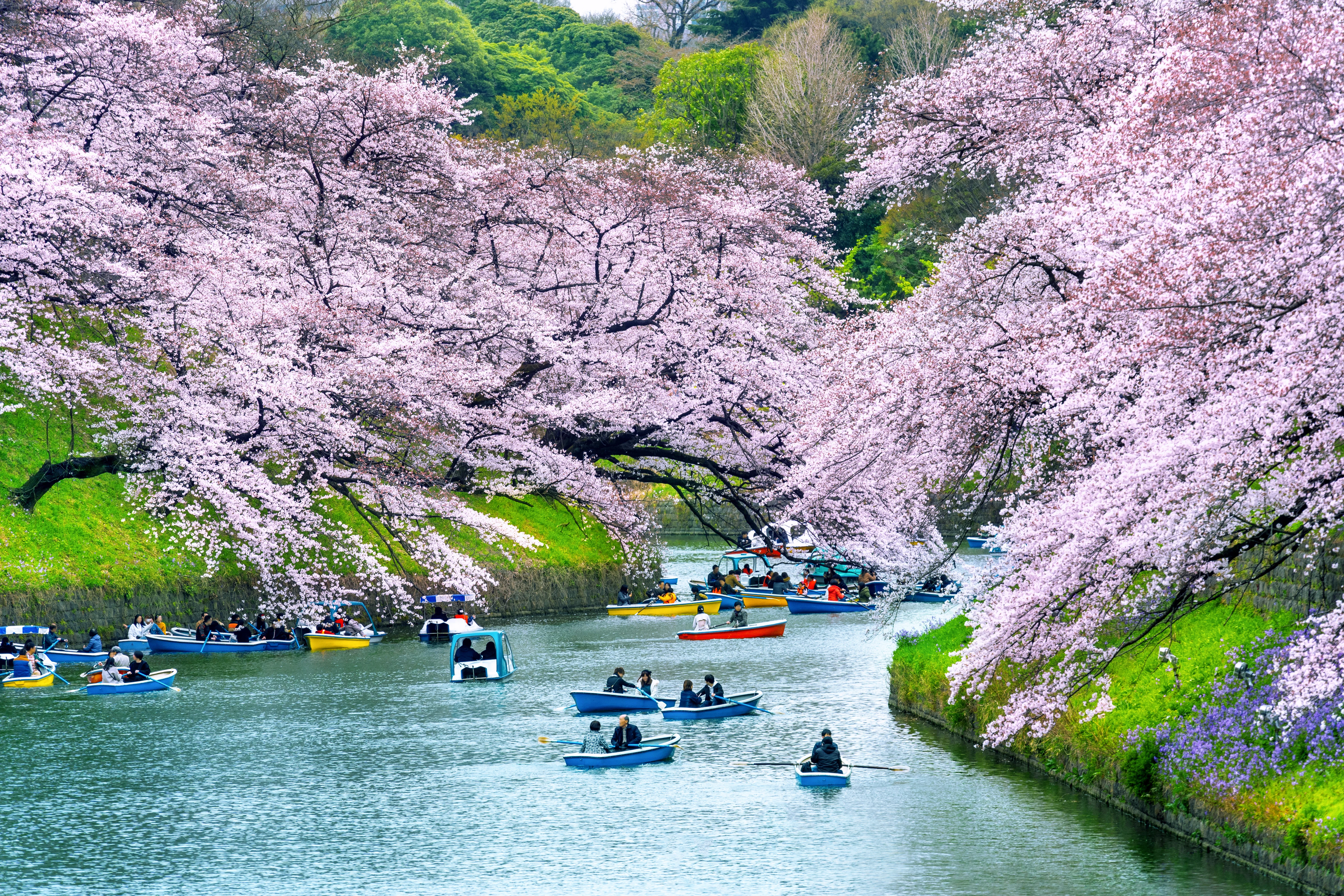 Tohoku Sakura Tour